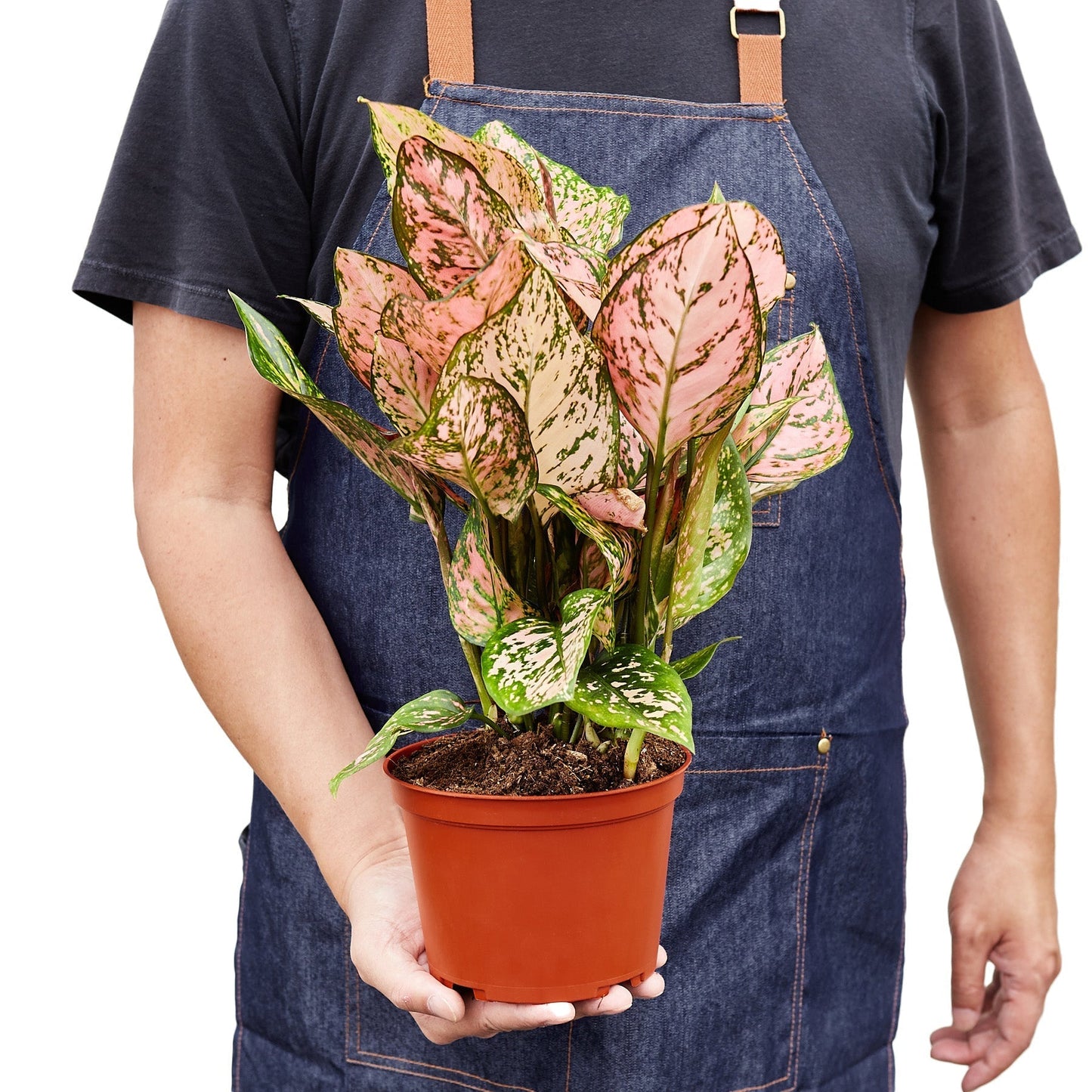 Aglaonema 'Lady Valentine' Indoor Plant - Mental Houseplants™