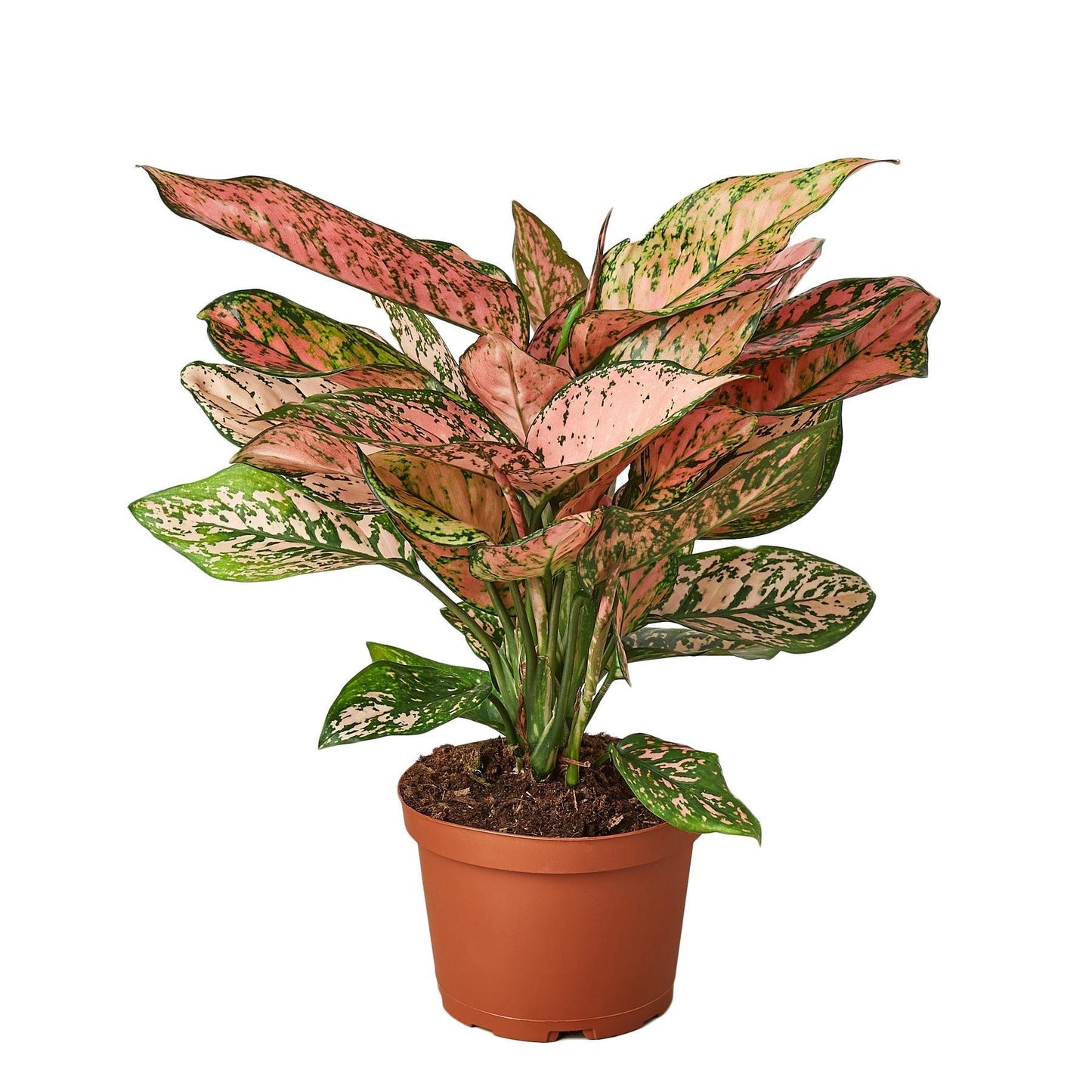 Aglaonema 'Lady Valentine' Indoor Plant - Mental Houseplants™