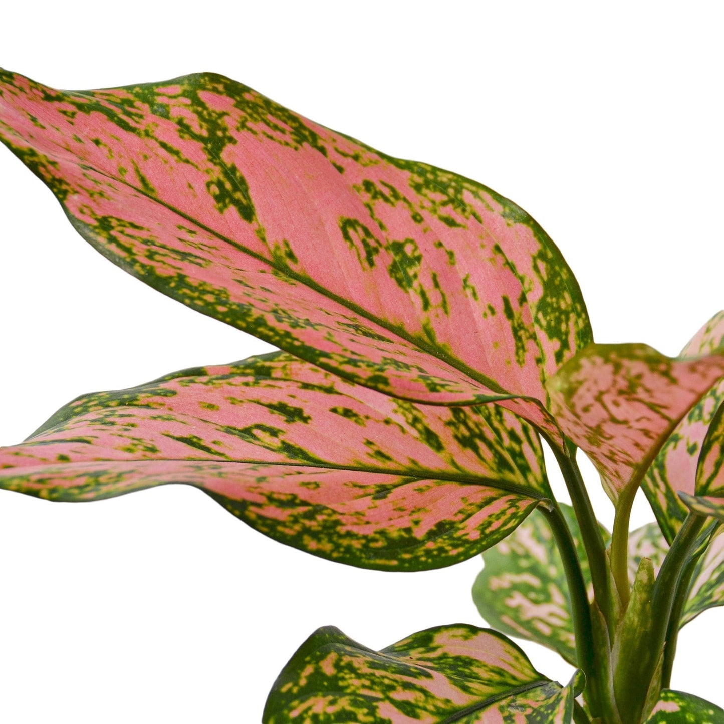 Aglaonema 'Lady Valentine' Indoor Plant - Mental Houseplants™