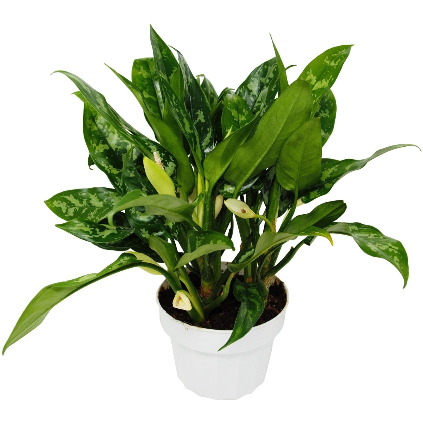 Aglaonema 'Maria' Indoor Plant - Mental Houseplants™