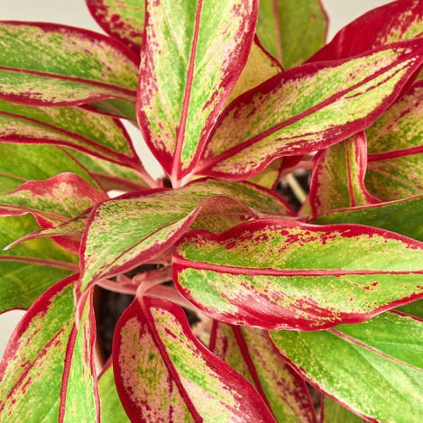 Aglaonema 'Red Siam' Indoor Plant - Mental Houseplants™