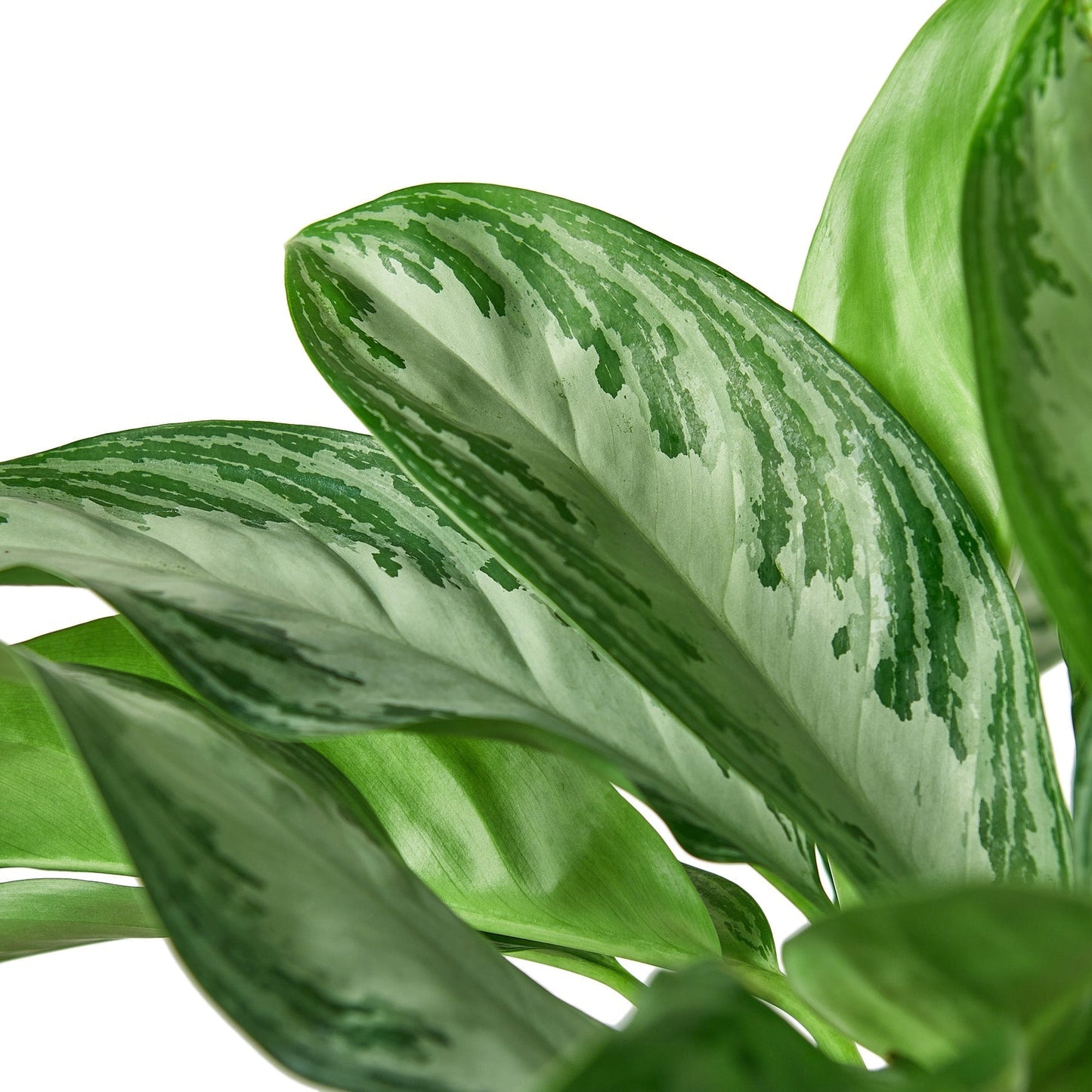 Aglaonema 'Silver Bay' Indoor Plant - Mental Houseplants™