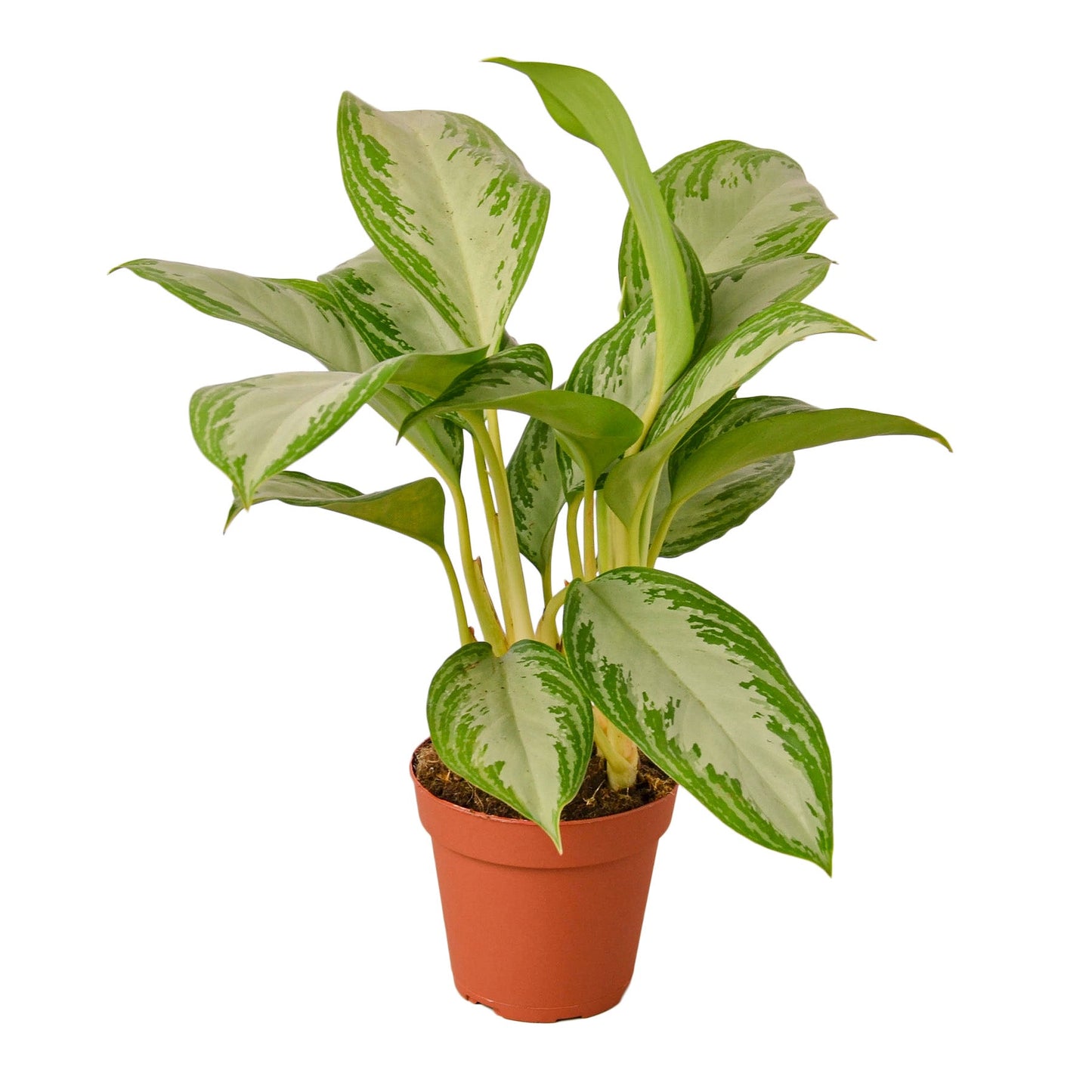 Aglaonema 'Silver Bay' Indoor Plant - Mental Houseplants™
