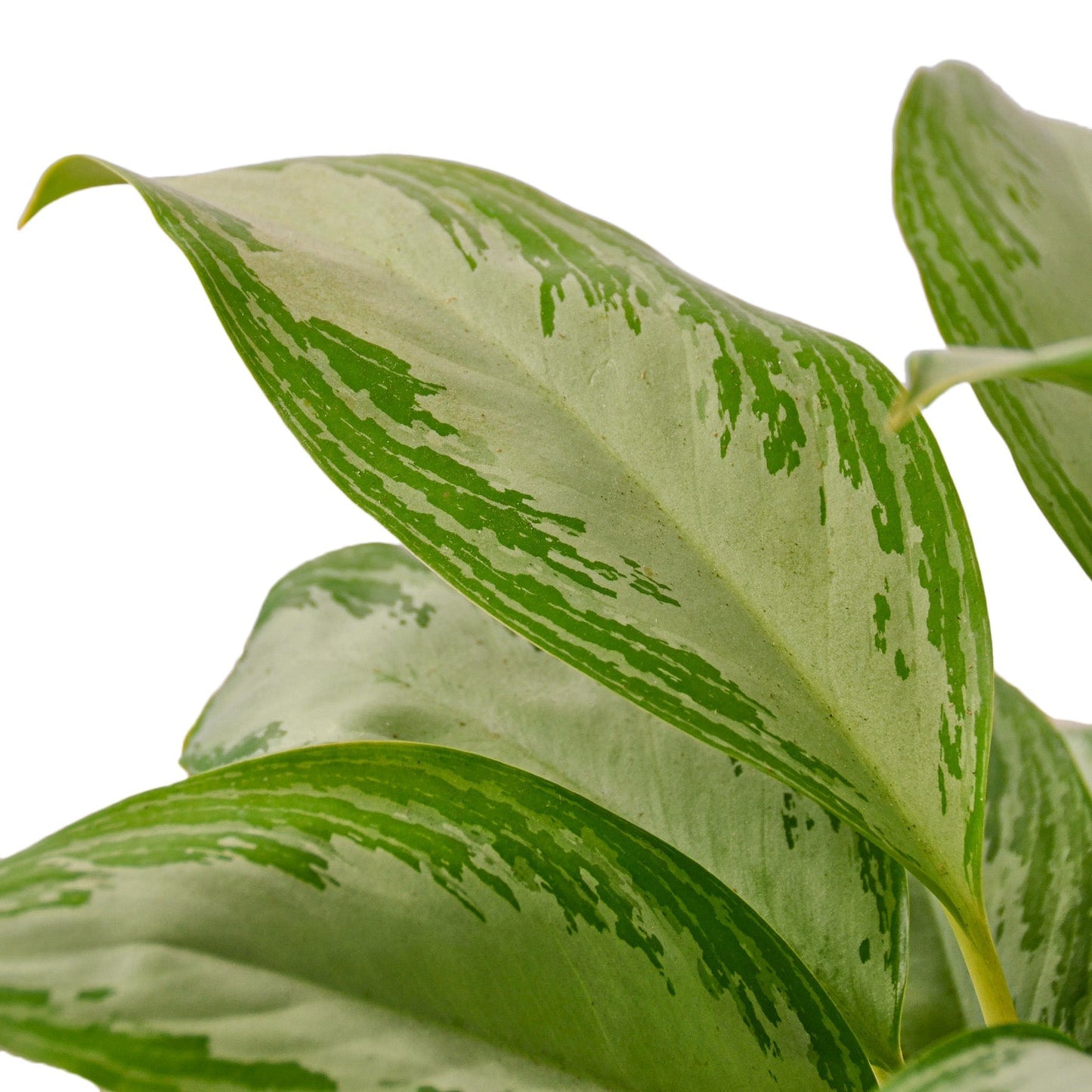 Aglaonema 'Silver Bay' Indoor Plant - Mental Houseplants™