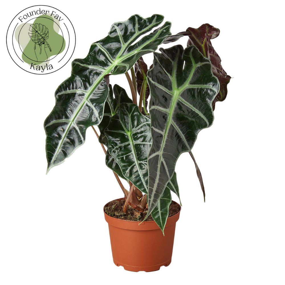 Alocasia 'African Mask' Indoor Plant - Mental Houseplants™
