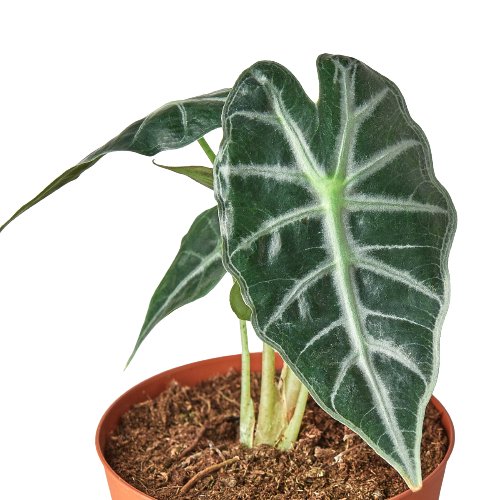 Alocasia 'Bambino' Indoor Plant - Mental Houseplants™