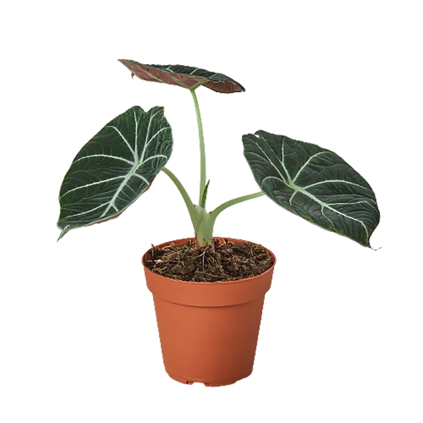 Alocasia 'Black Velvet' Indoor Plant - Mental Houseplants™