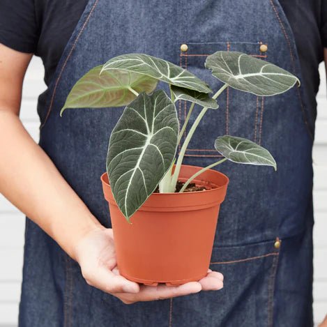 Alocasia Black Velvet. : r/houseplants