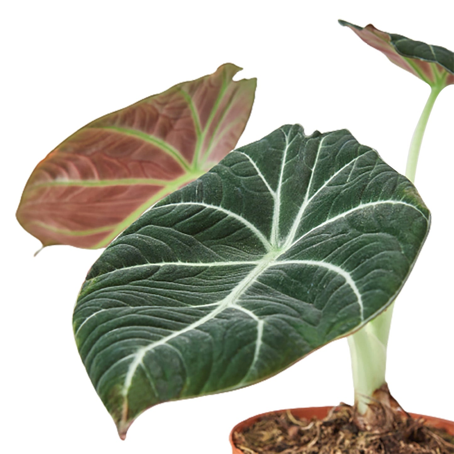 Alocasia 'Black Velvet' Indoor Plant - Mental Houseplants™