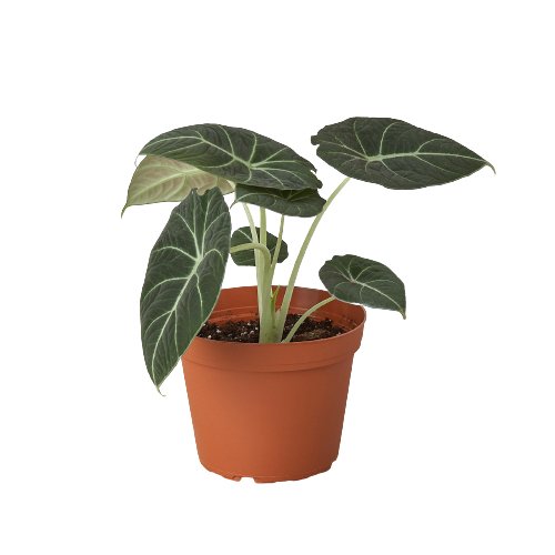 Alocasia 'Black Velvet' Indoor Plant - Mental Houseplants™