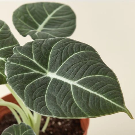 Alocasia 'Black Velvet' Indoor Plant - Mental Houseplants™