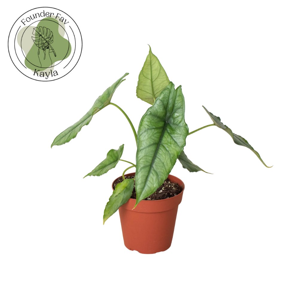 Alocasia 'Dragons Breath' Indoor Plant - Mental Houseplants™