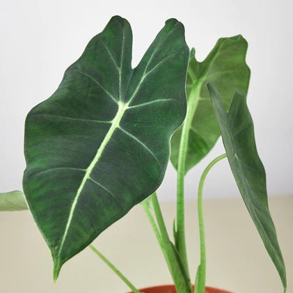 Alocasia 'Frydek' Indoor Plant - Mental Houseplants™