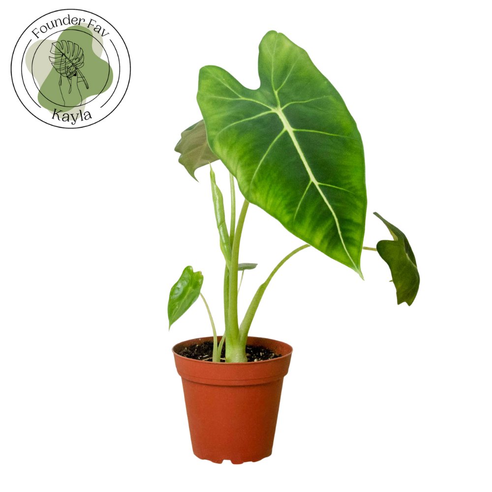 Alocasia 'Frydek' Indoor Plant - Mental Houseplants™