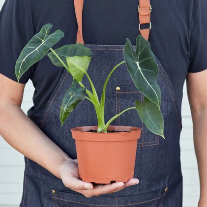 Alocasia 'Frydek' Indoor Plant - Mental Houseplants™
