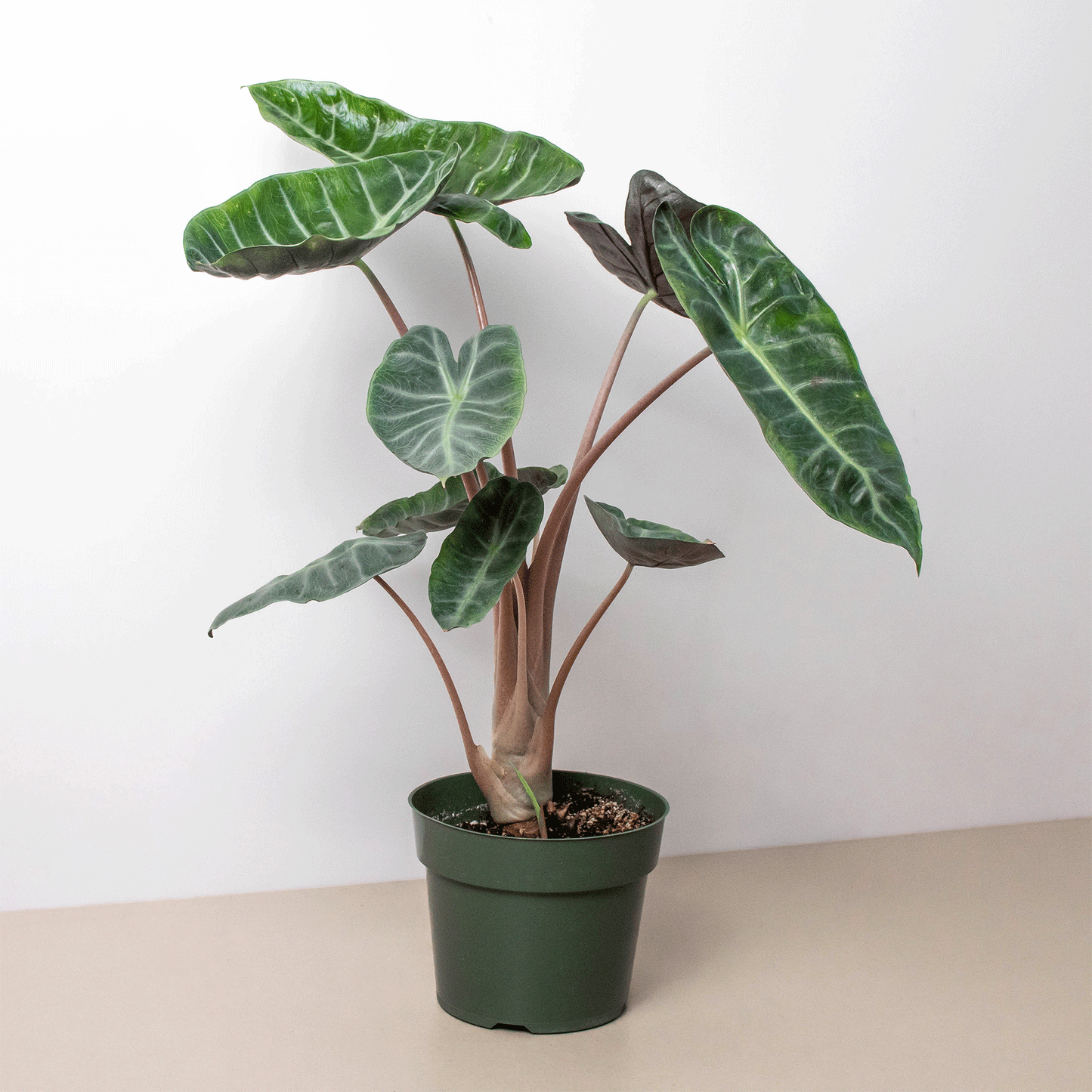 Alocasia Pink Dragon Indoor Plant - Mental Houseplants™