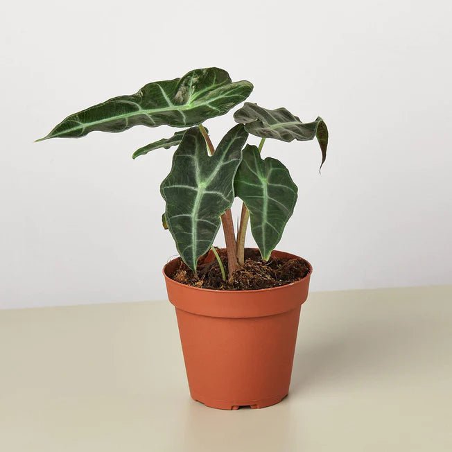 Alocasia Polly 'African Mask' Indoor Plant - Mental Houseplants™