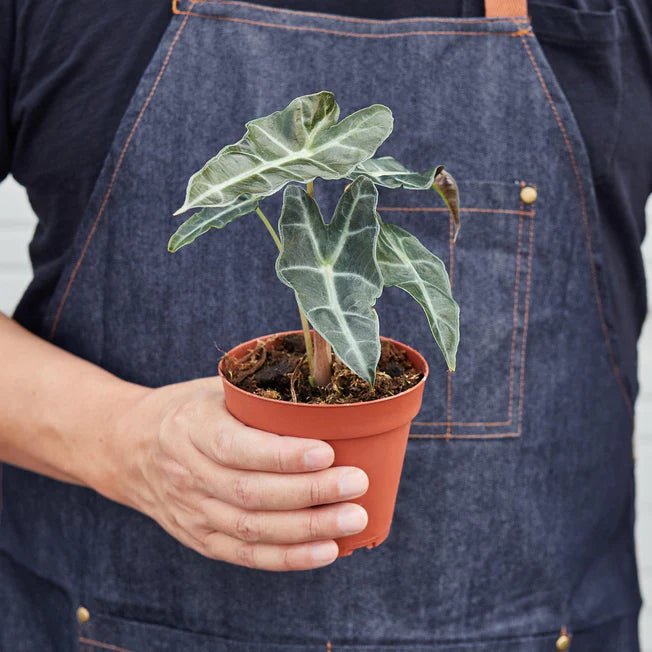 Alocasia Polly 'African Mask' Indoor Plant - Mental Houseplants™