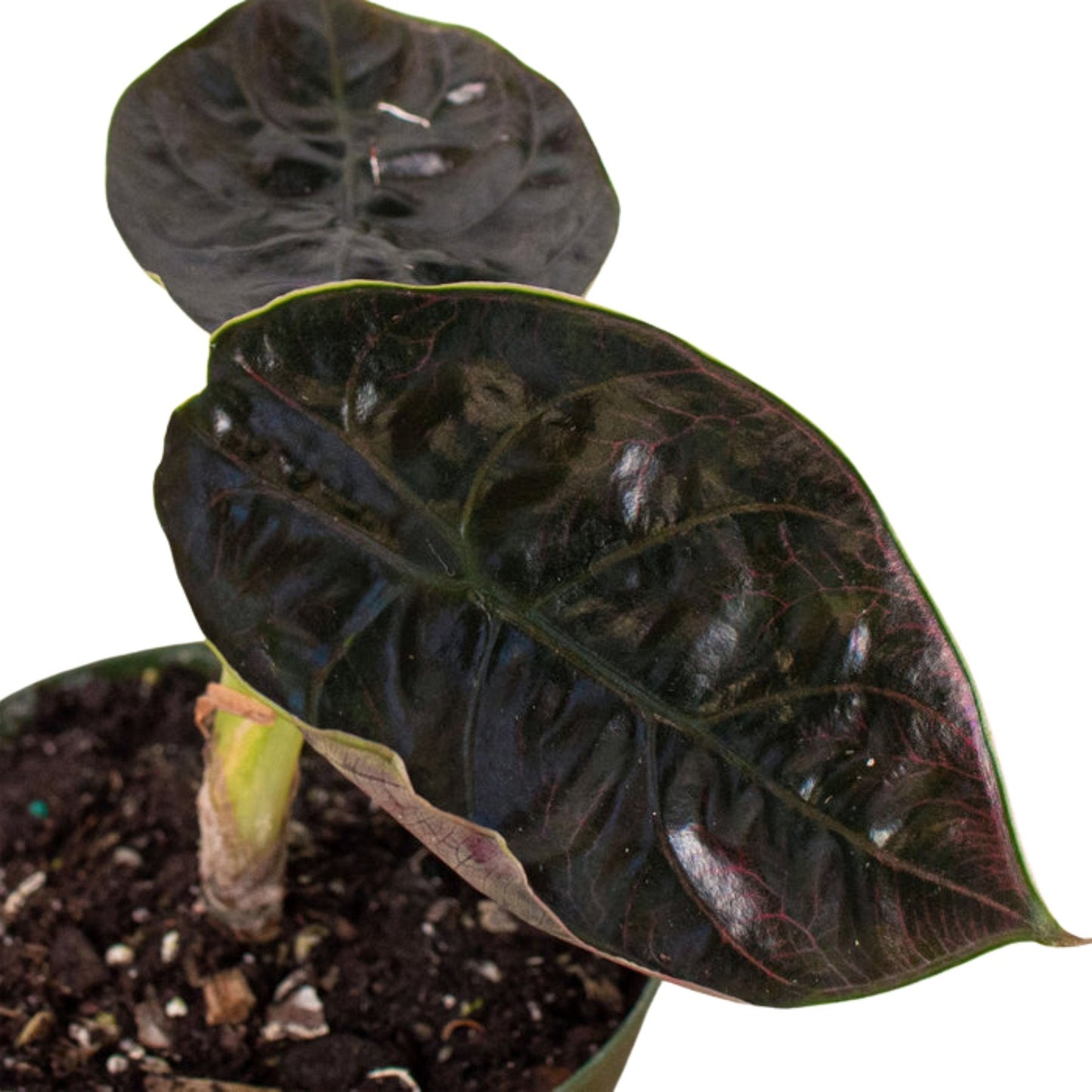 Alocasia 'Red Mambo' Indoor Plant - Mental Houseplants™