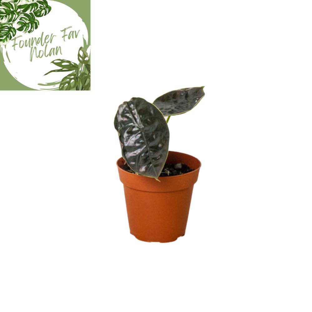 Alocasia 'Red Mambo' Indoor Plant - Mental Houseplants™