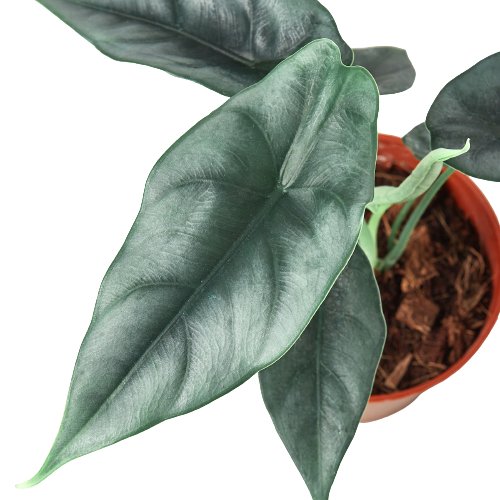 Alocasia 'Reversa' Indoor Plant - Mental Houseplants™