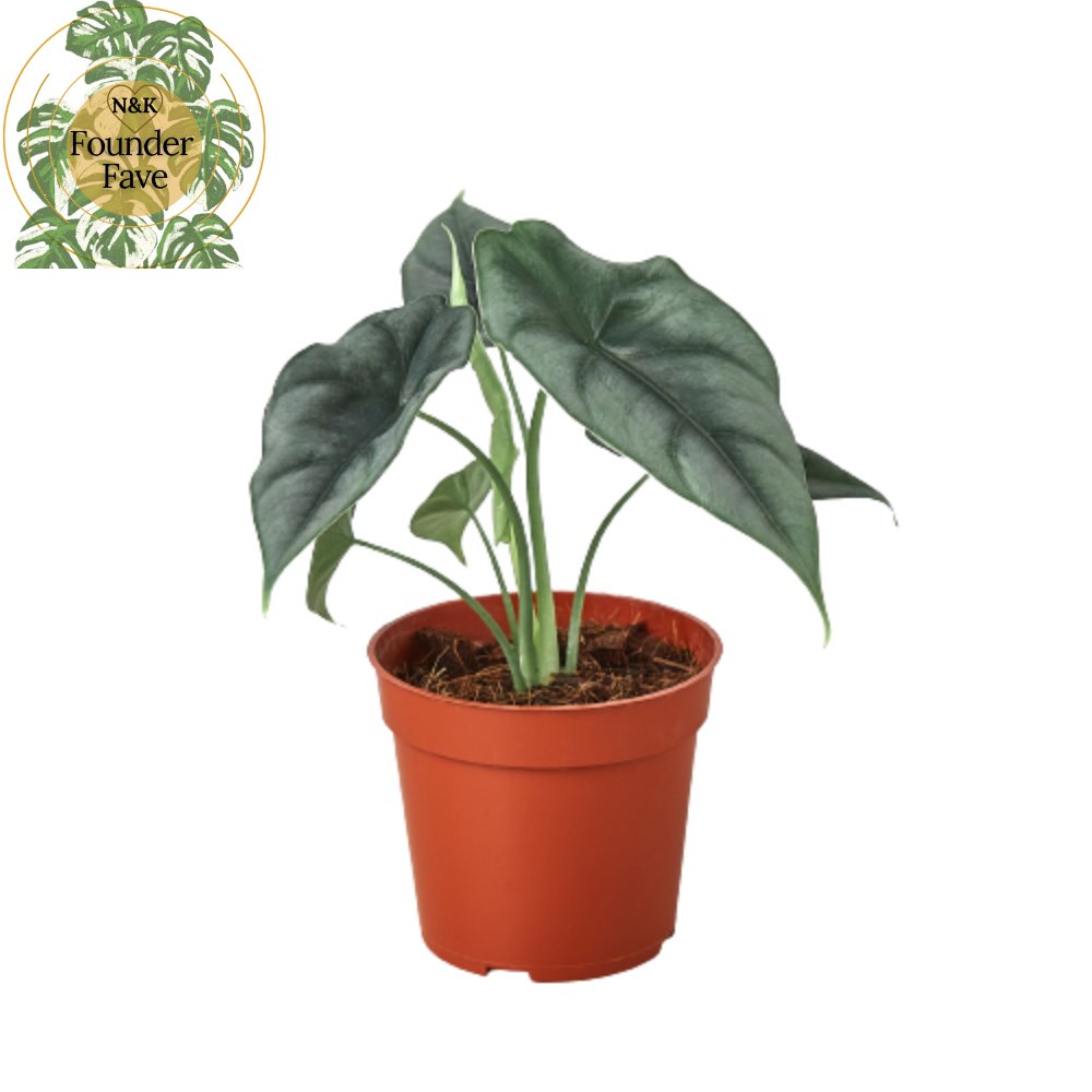 Alocasia 'Reversa' Indoor Plant - Mental Houseplants™