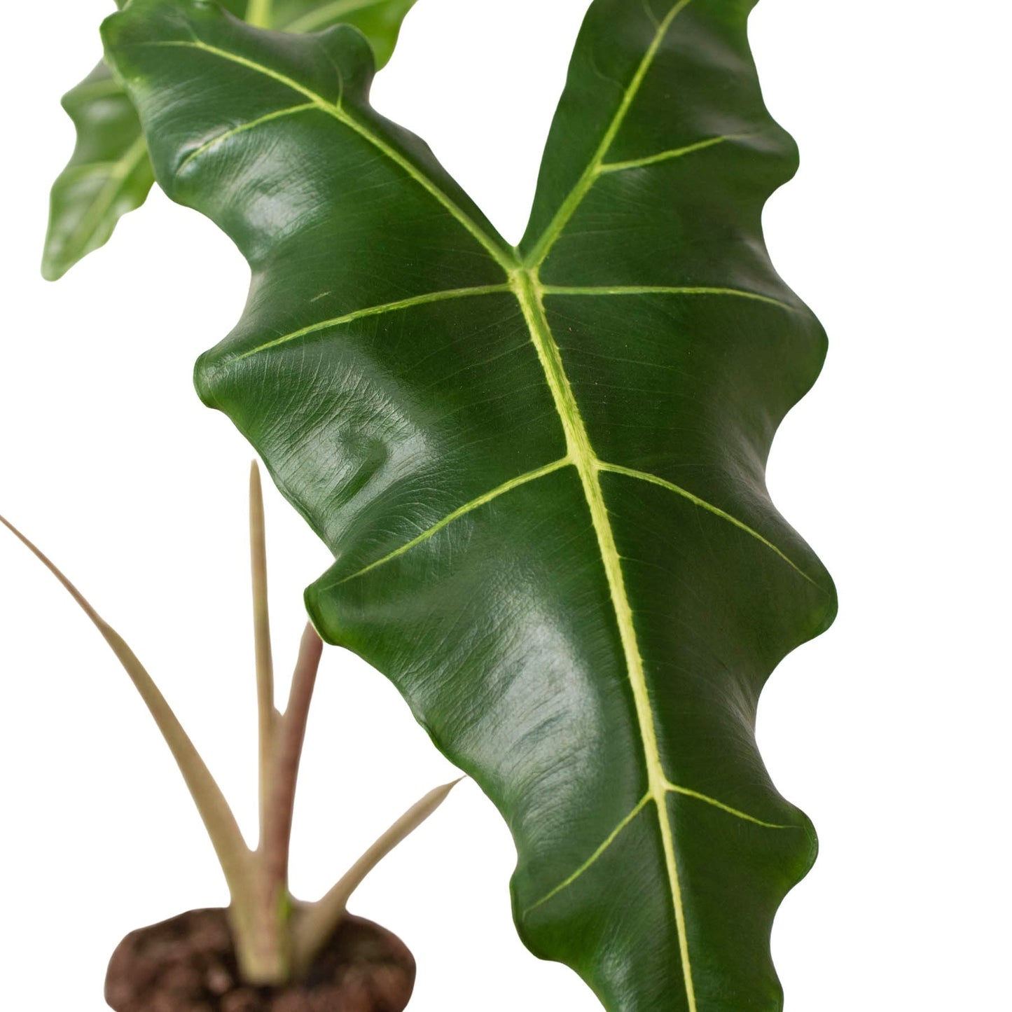 Alocasia 'Sarian' Indoor Plant - Mental Houseplants™