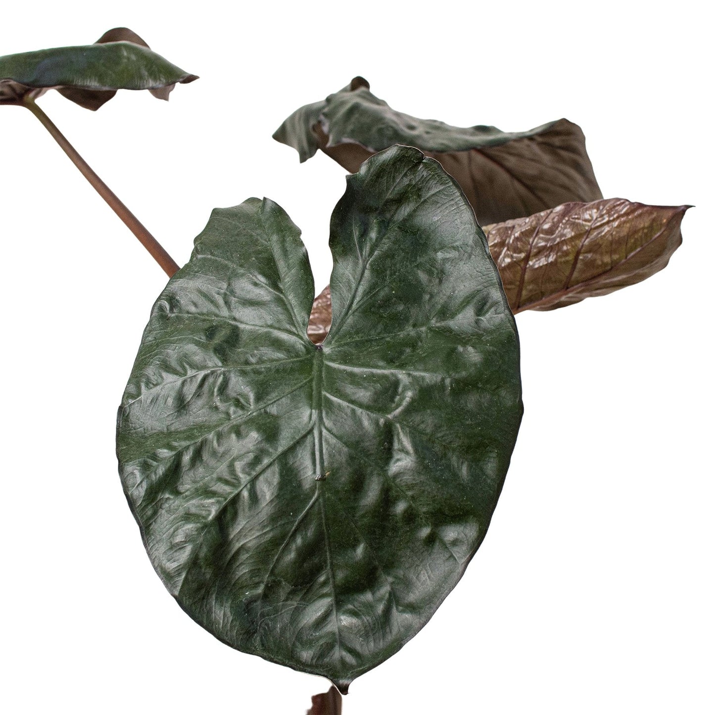 Alocasia 'Serendipity' Indoor Plant - Mental Houseplants™