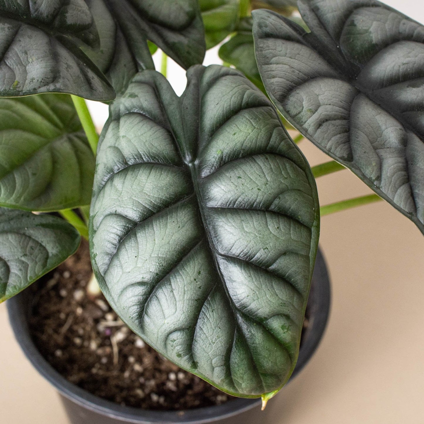 Alocasia 'Silver Dragon' Indoor Plant - Mental Houseplants™