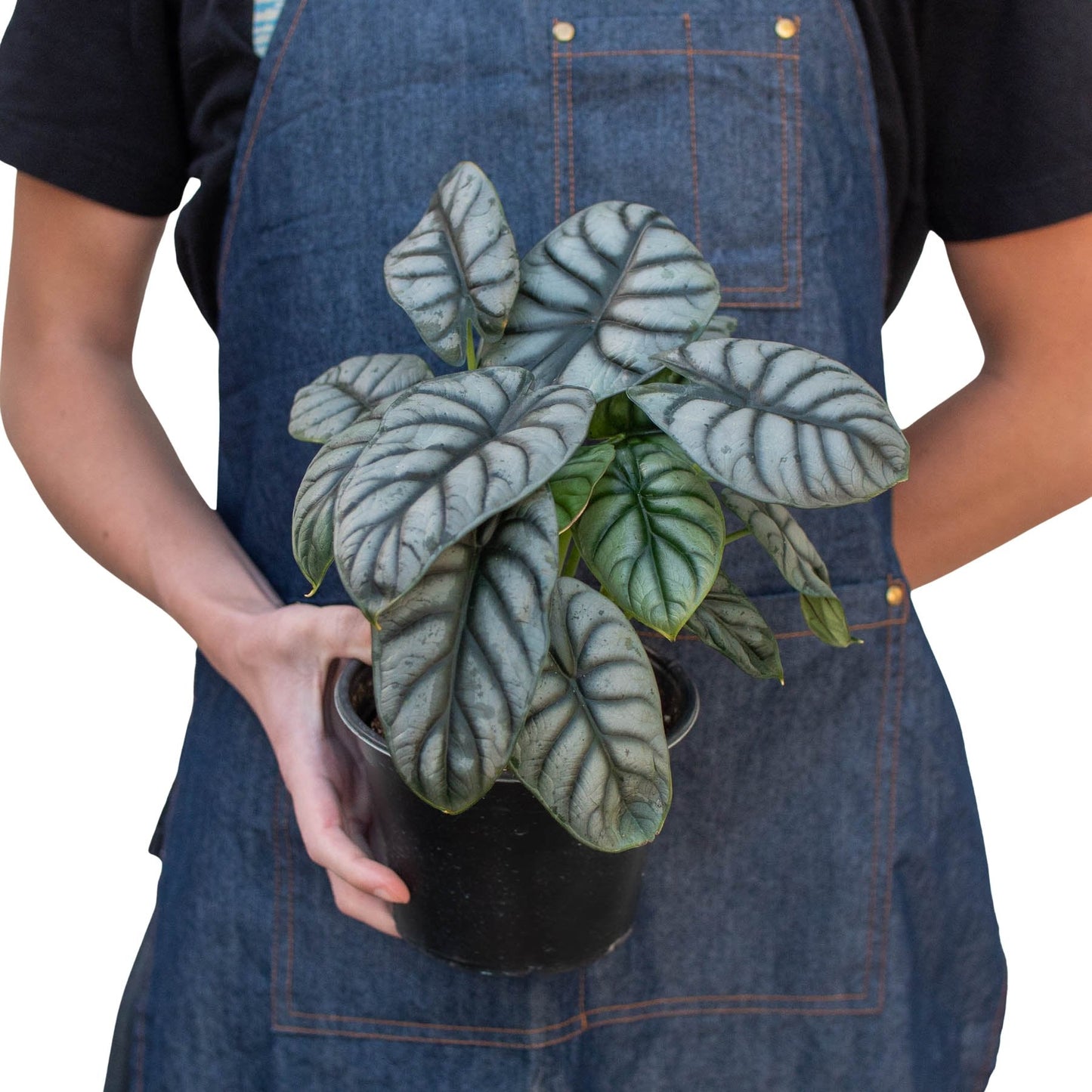 Alocasia 'Silver Dragon' Indoor Plant - Mental Houseplants™