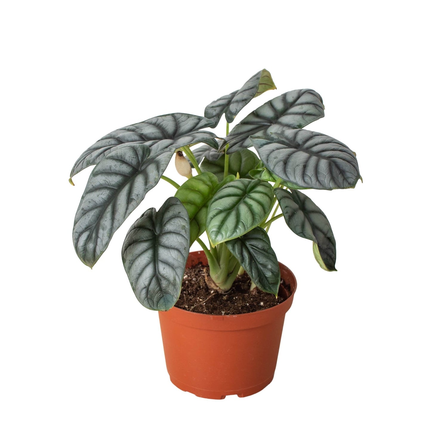 Alocasia 'Silver Dragon' Indoor Plant - Mental Houseplants™