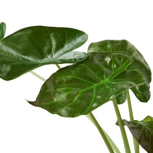 Alocasia 'Wentii' Indoor Plant - Mental Houseplants™