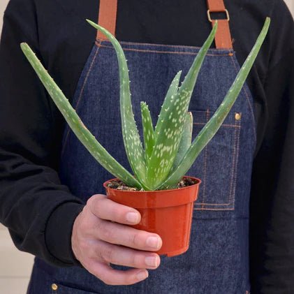 Aloe Vera Indoor Plant - Mental Houseplants™