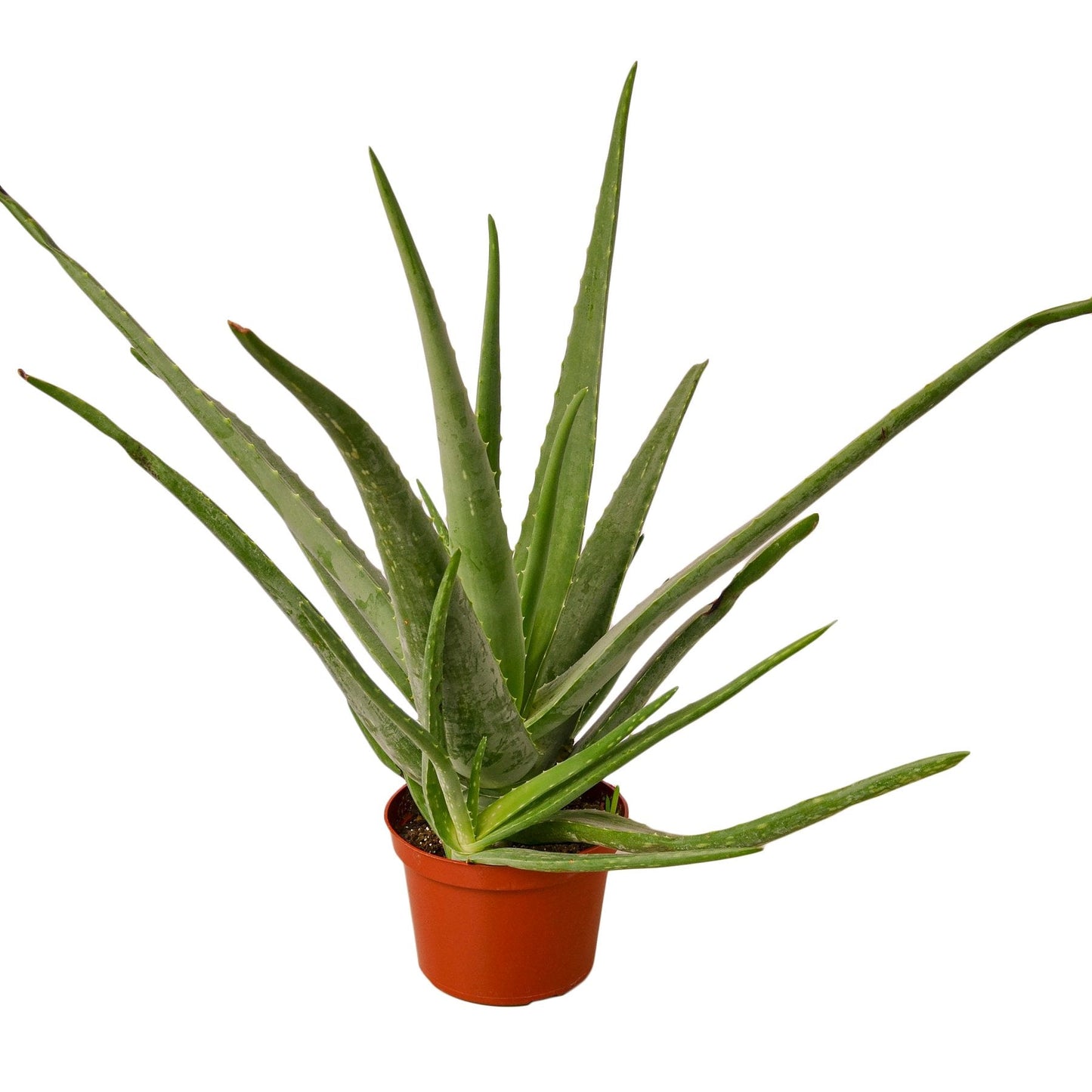 Aloe Vera Indoor Plant - Mental Houseplants™