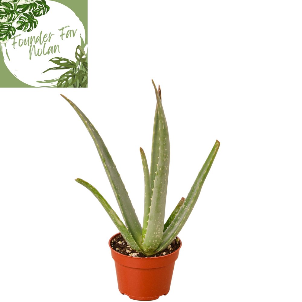 Aloe Vera Indoor Plant - Mental Houseplants™