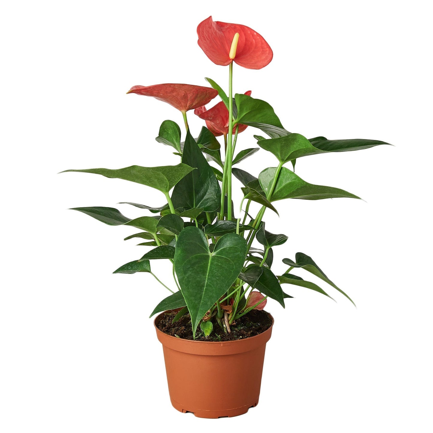 Anthurium 'Pink' Indoor Plant - Mental Houseplants™