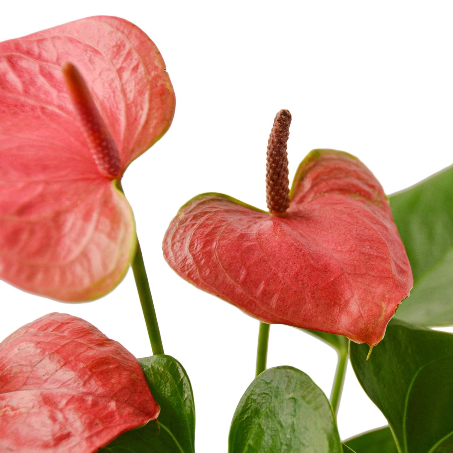 Anthurium 'Pink' Indoor Plant - Mental Houseplants™