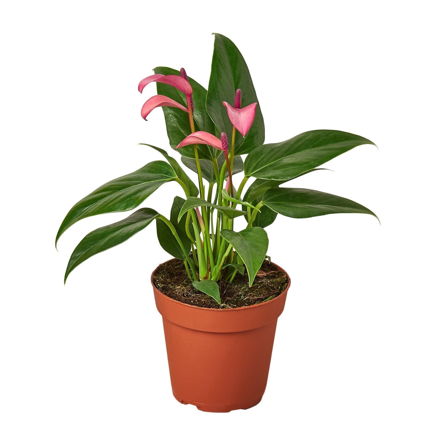 Anthurium 'Purple' Indoor Plant - Mental Houseplants™
