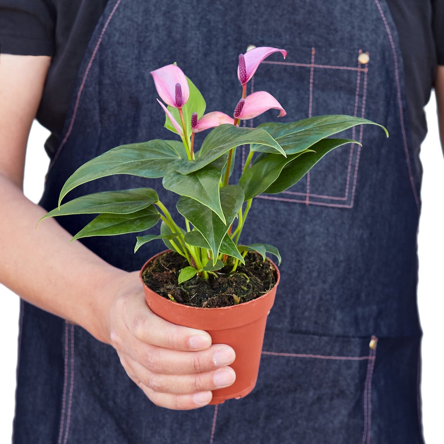 Anthurium 'Purple' Indoor Plant - Mental Houseplants™