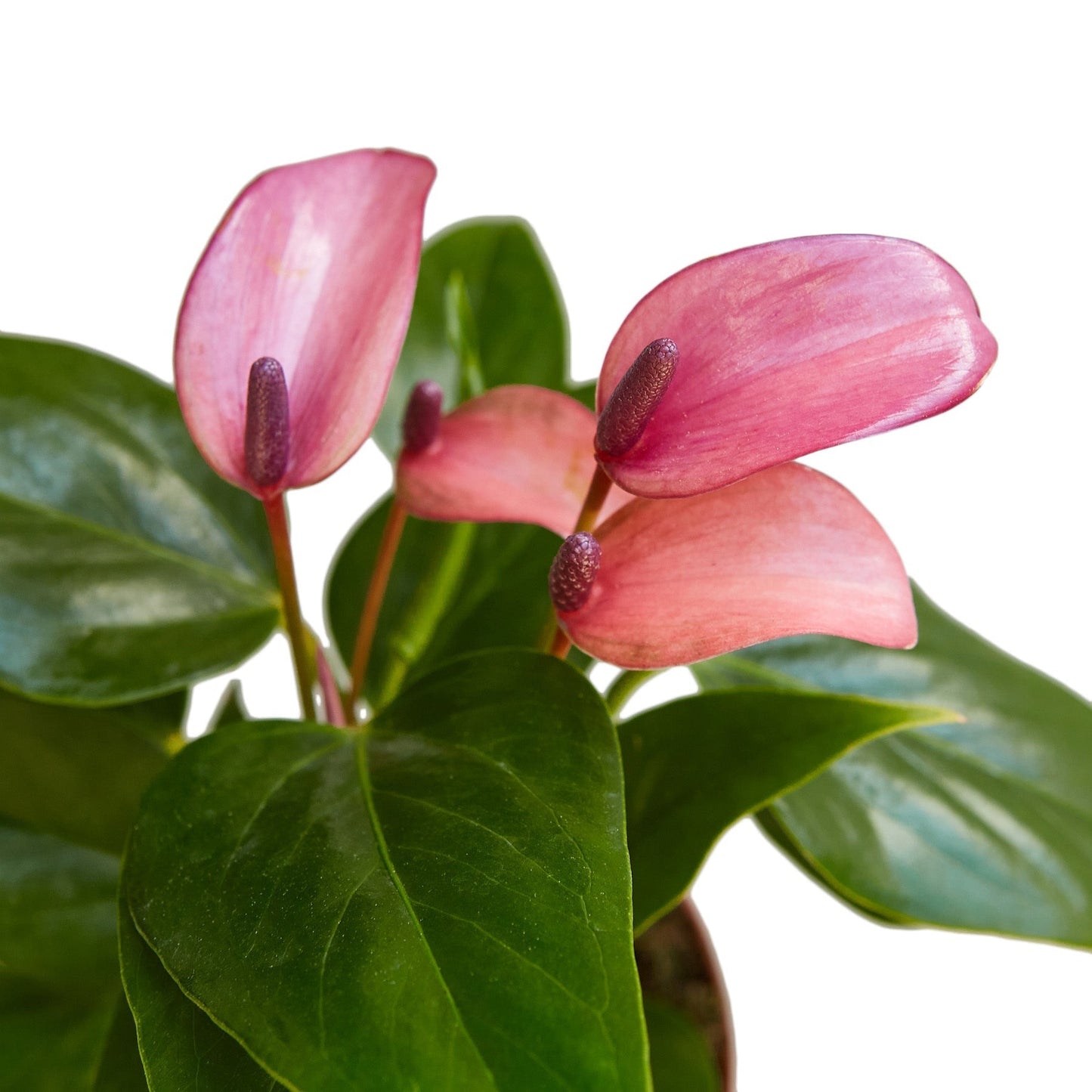 Anthurium 'Purple' Indoor Plant - Mental Houseplants™