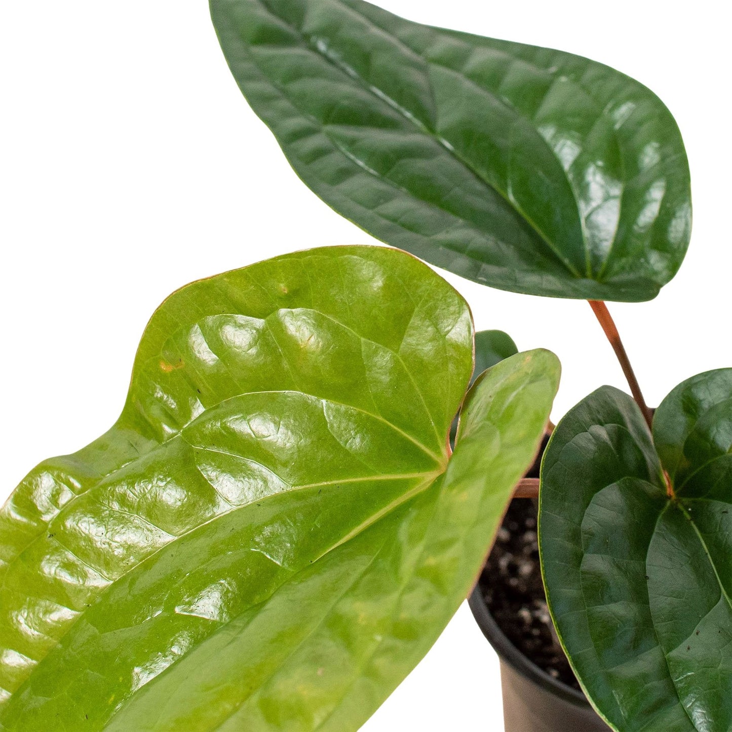 Anthurium 'Radicans x Luxurians' Indoor Plant - Mental Houseplants™