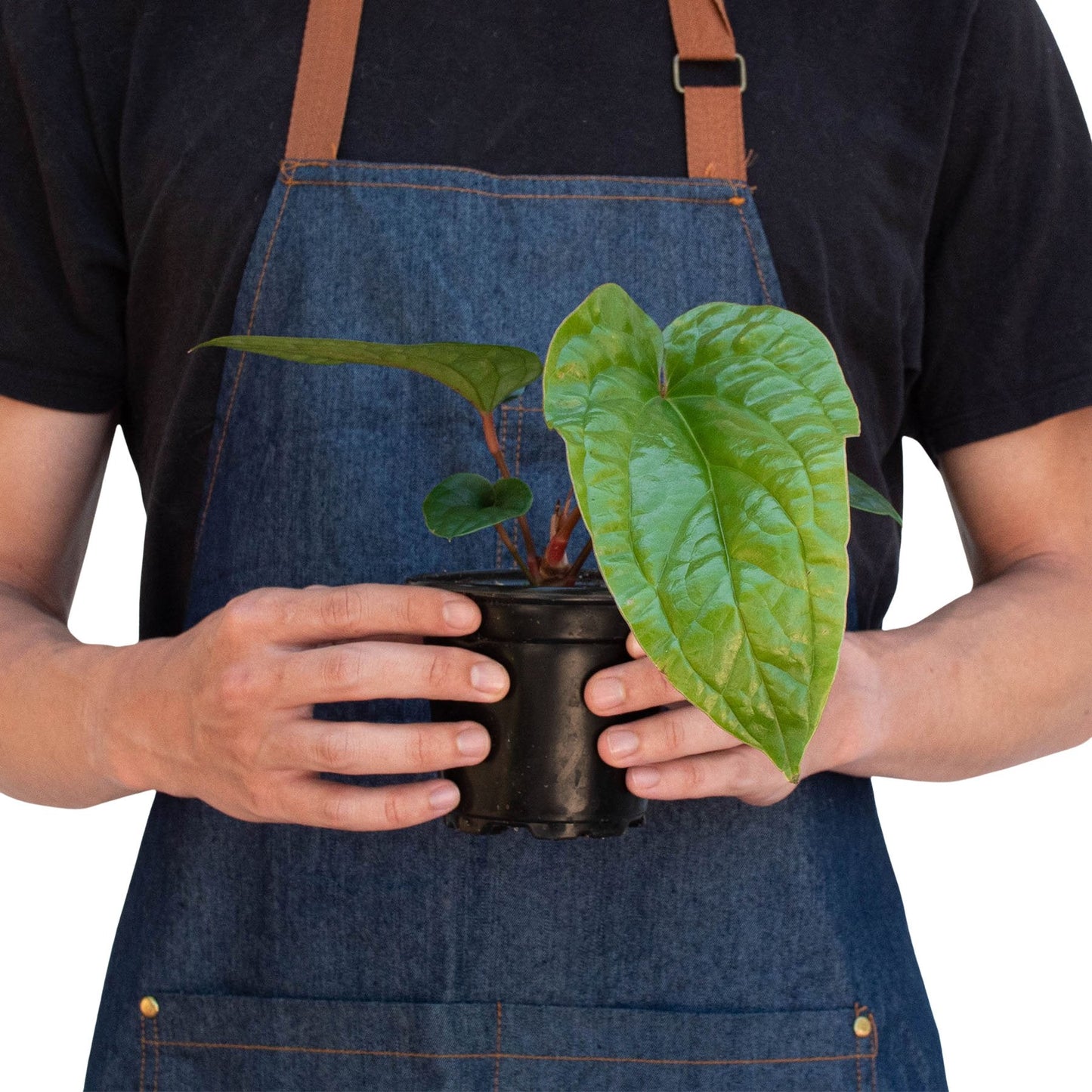 Anthurium 'Radicans x Luxurians' Indoor Plant - Mental Houseplants™