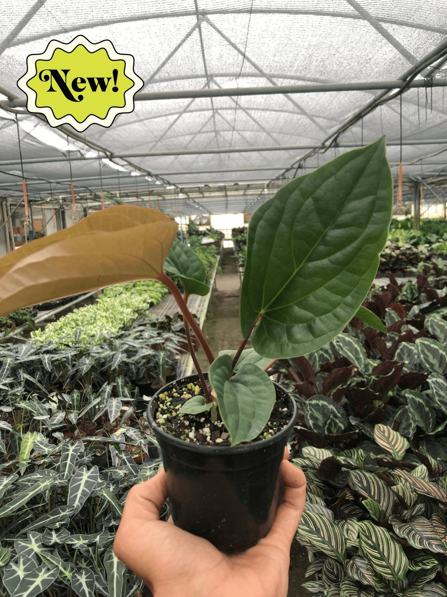 Anthurium 'Radicans x Luxurians' Indoor Plant - Mental Houseplants™