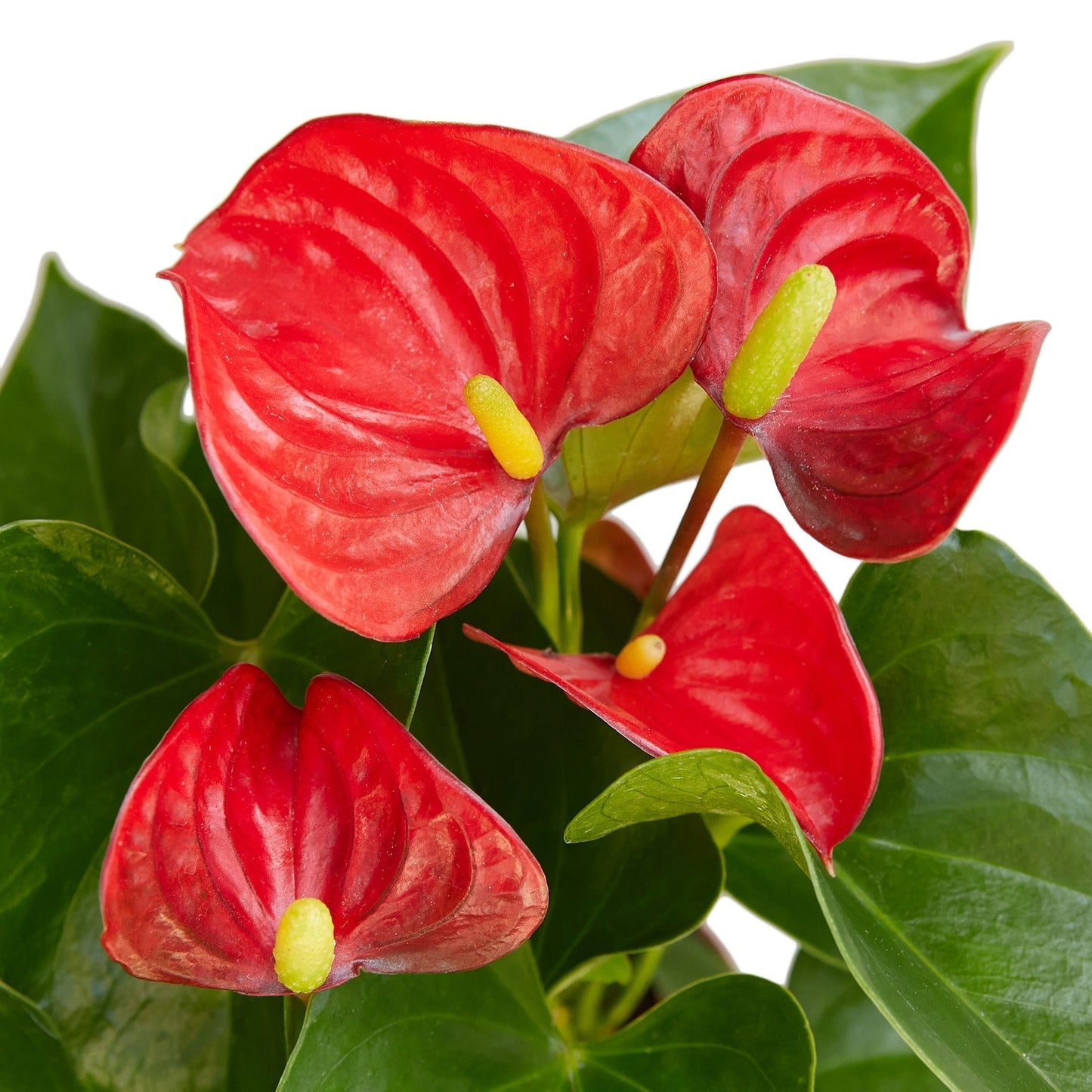 Anthurium 'Red' Indoor Plant - Mental Houseplants™