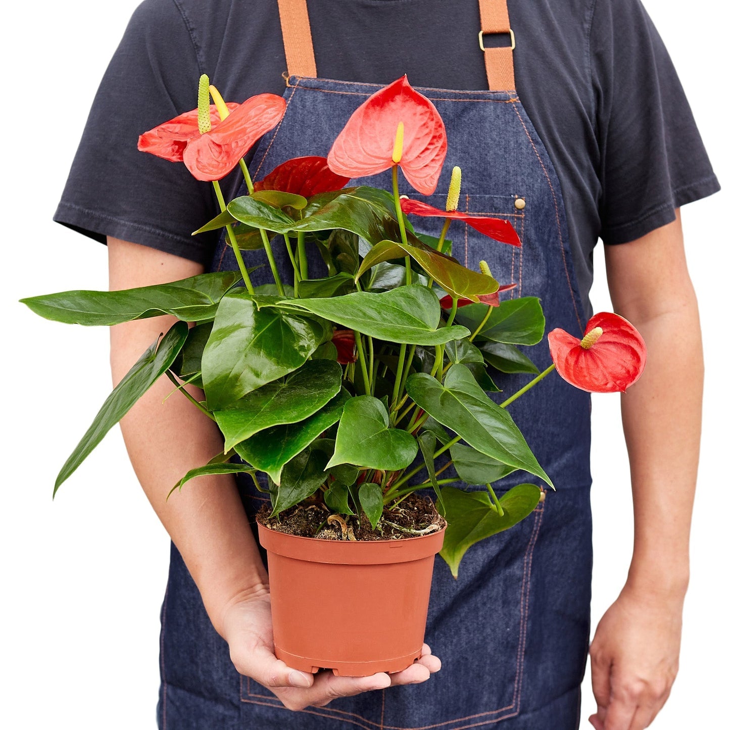 Anthurium 'Red' Indoor Plant - Mental Houseplants™