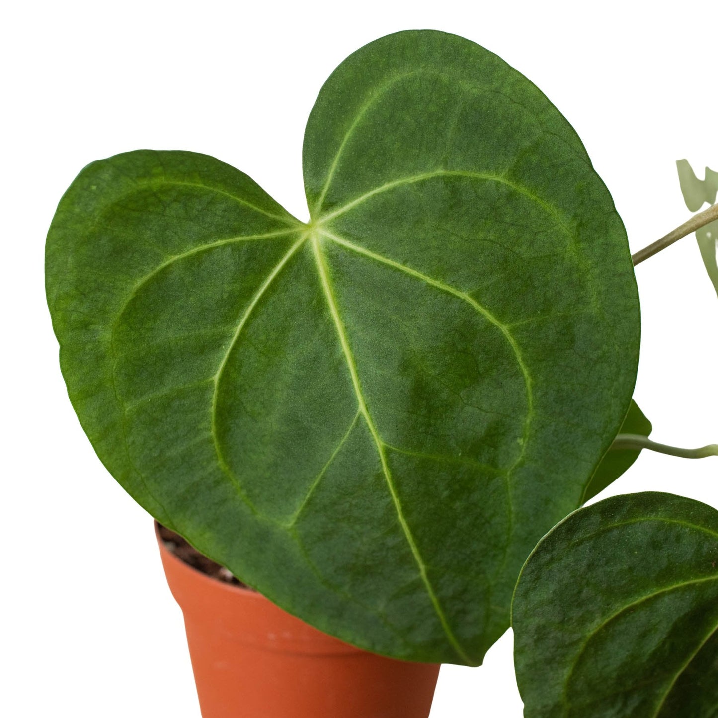 Anthurium 'Velvet Cardboard' Indoor Plant - Mental Houseplants™