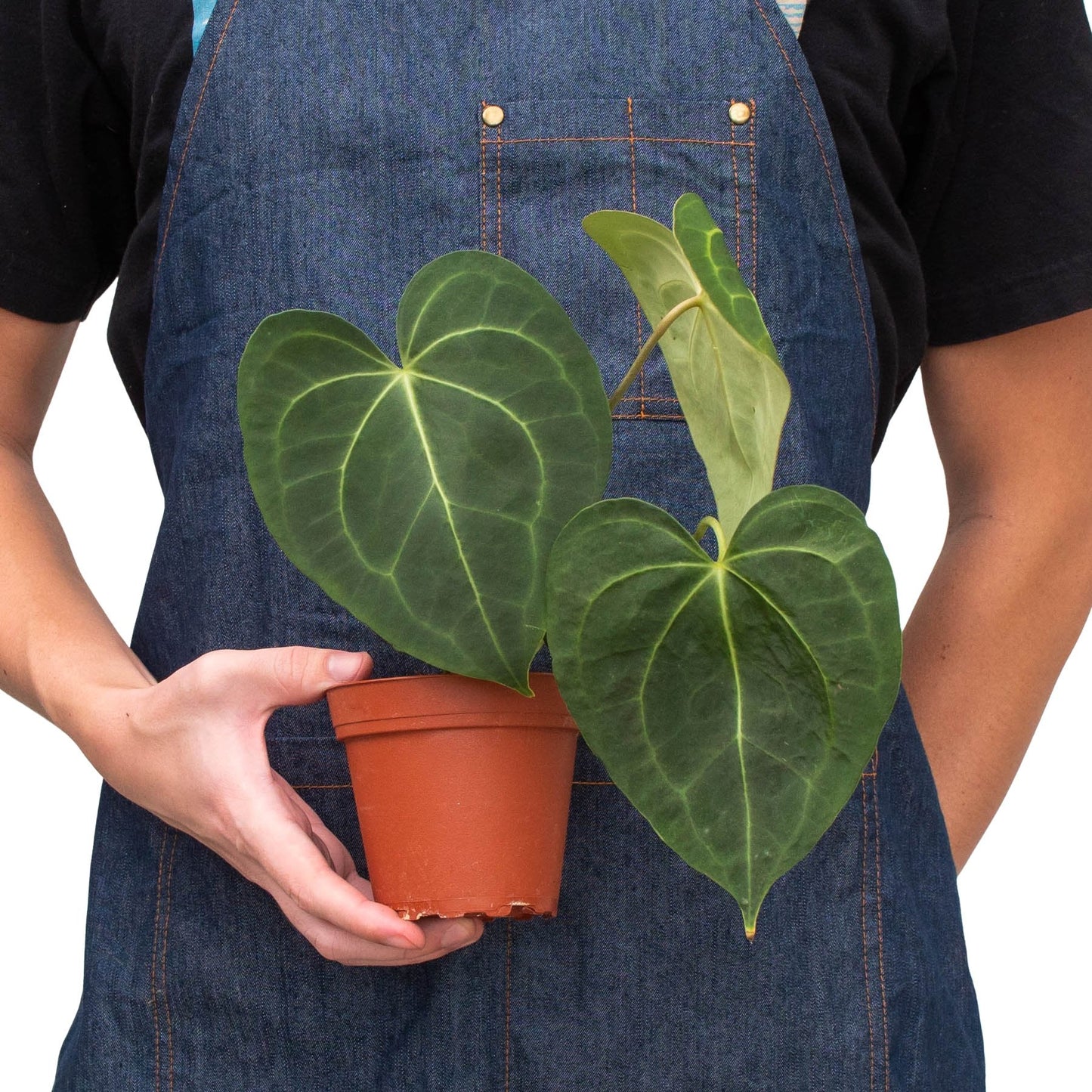 Anthurium 'Velvet Cardboard' Indoor Plant - Mental Houseplants™