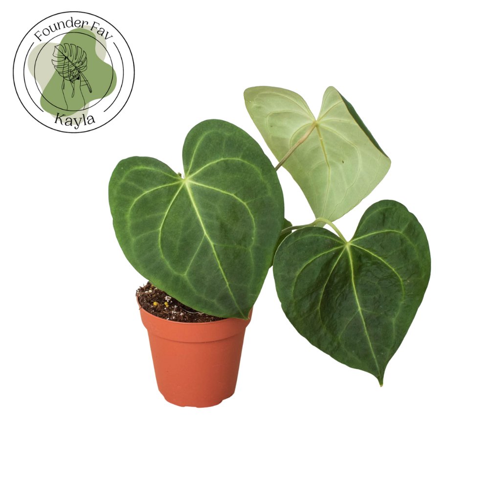 Anthurium 'Velvet Cardboard' Indoor Plant - Mental Houseplants™