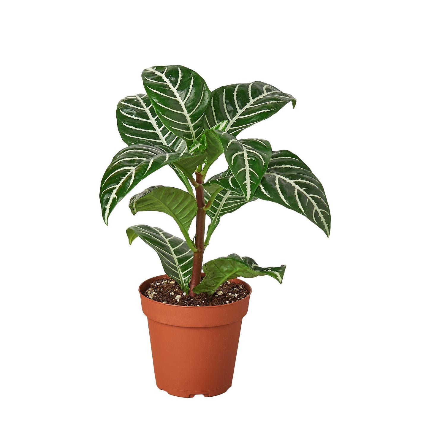 Aphelandra 'Zebra' Indoor Plant - Mental Houseplants™