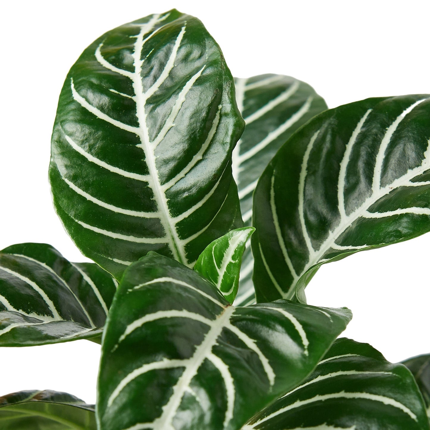 Aphelandra 'Zebra' Indoor Plant - Mental Houseplants™